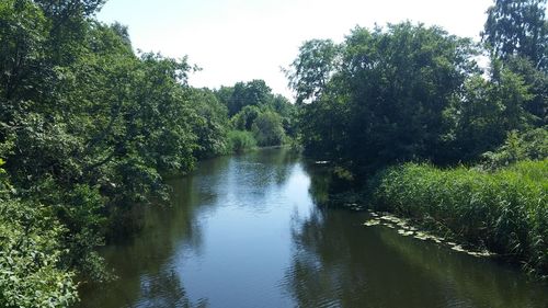 Scenic view of river amidst trees in forest against sky