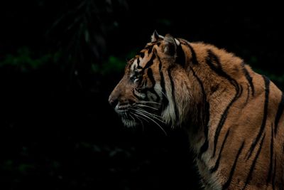 Close-up of a tiger looking away