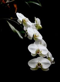 Close-up of white flowering plant against black background