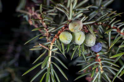 Close-up of fruit growing on tree