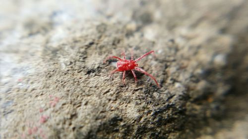 Close-up of insect on table