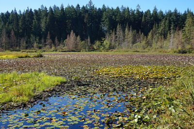 Scenic view of lake in forest