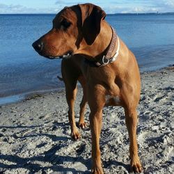 Dog standing on beach