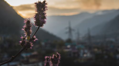 Close-up of purple flowering plant against sky