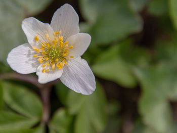 Close-up of white flower