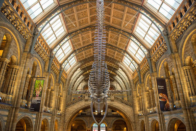 Giant skeleton of a blue whale hanging in the central hall of the natural history museum of london