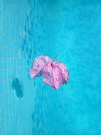 Close-up of pink flower floating on water
