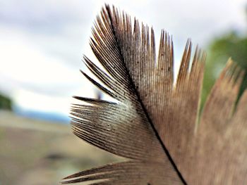Close-up of feather on tree against sky