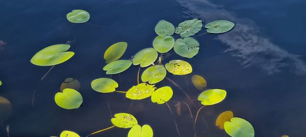 High angle view of leaves floating on water