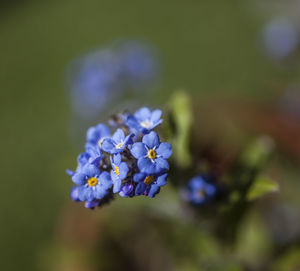 Close-up of purple flowering plant