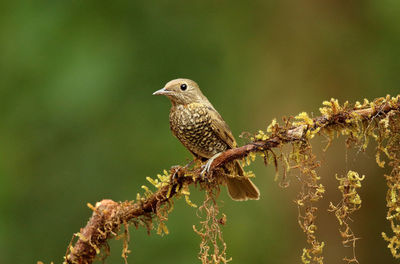 Close-up of bird perching on branch