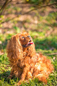 Dog looking away on field