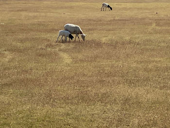 Horses grazing in a field