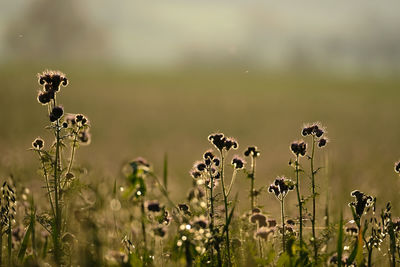 Close-up of wilted flowering plants on field