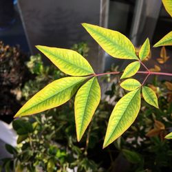 Close-up of fresh green leaves