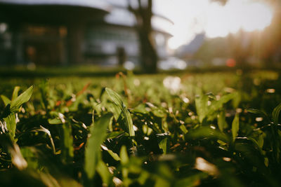 green