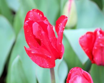 Close-up of wet red tulip blooming outdoors