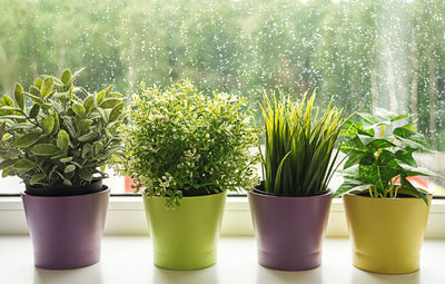 Four houseplants on the windowsill in front of a window with raindrops.