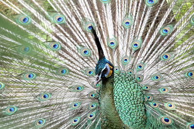 Close-up of peacock