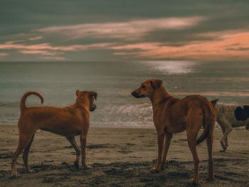 Dogs standing on beach against sky during sunset