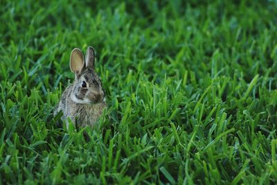 Close-up of rabbit on field