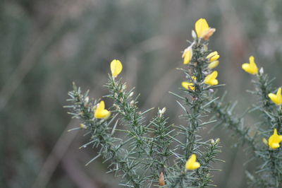 Close-up of yellow flowering plant