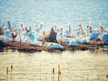 High angle view of pelicans in lake