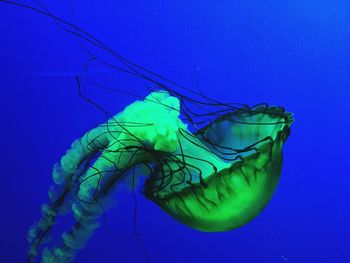 Close-up of jellyfish against blue background