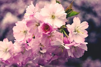 Close-up of pink flowers