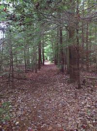 Footpath passing through forest