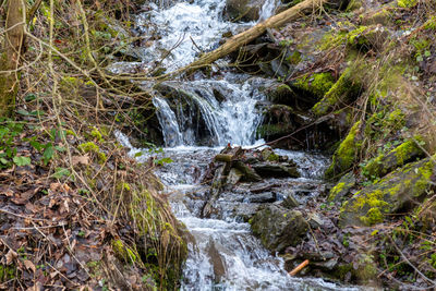 Scenic view of waterfall in forest