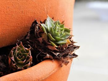 Close-up of potted cactus plant