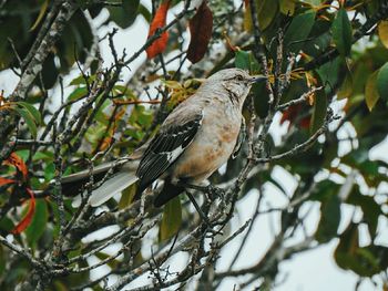 Low angle view of bird perching on tree