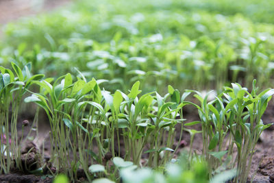 Close-up of fresh plants on field