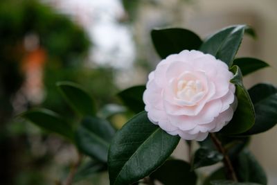 Close-up of rose flower