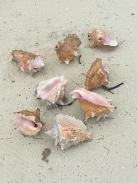 High angle view of birds on beach