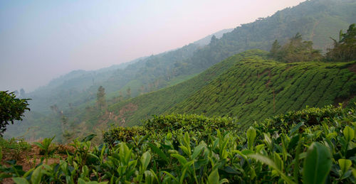 Scenic view of agricultural field against mountains