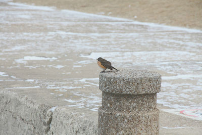 Bird perching on railing