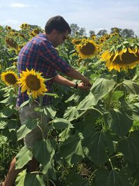 View of sunflowers on field