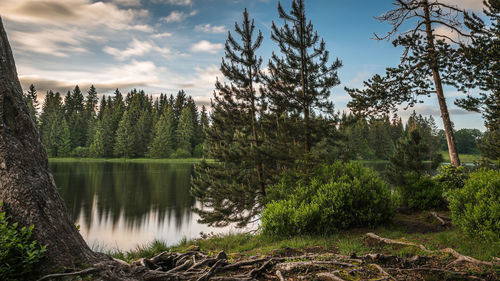 Pine trees by lake in forest against sky