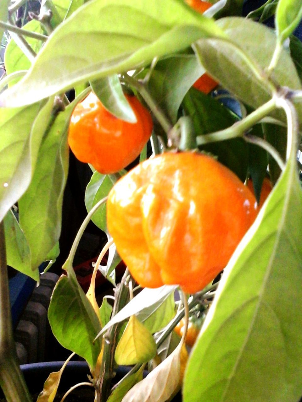 CLOSE-UP OF ORANGE FRUITS