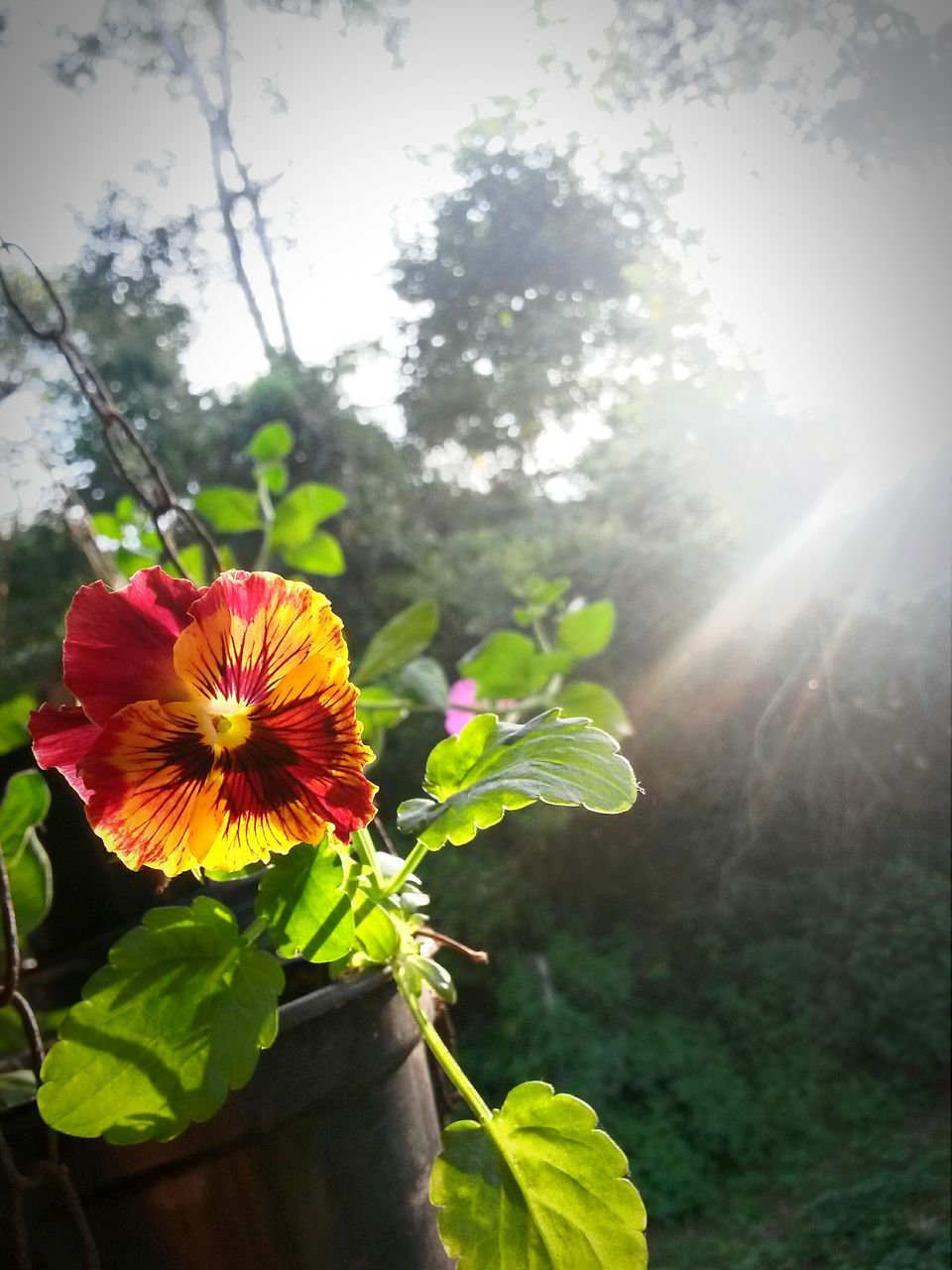 flower, leaf, freshness, growth, petal, fragility, beauty in nature, plant, nature, flower head, green color, close-up, focus on foreground, sunlight, blooming, in bloom, red, stem, outdoors, day