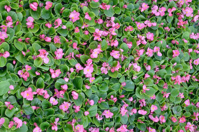 Full frame shot of pink flowering plants