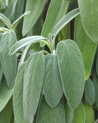 Close-up of fresh green leaves