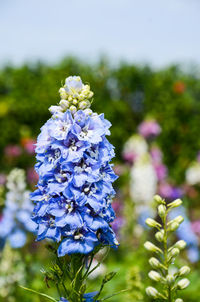 Close-up of purple flowers blooming outdoors