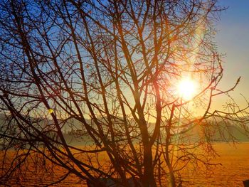 Low angle view of sunlight streaming through bare tree during sunset