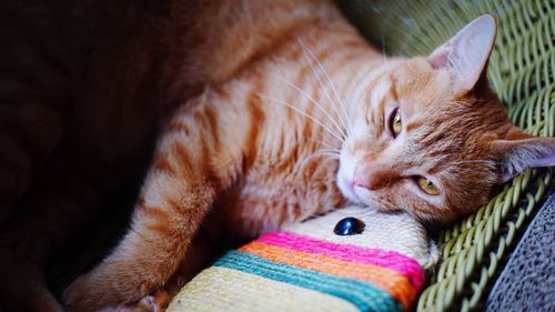 Close-up of ginger cat