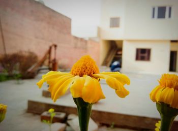 Close-up of yellow flowers blooming