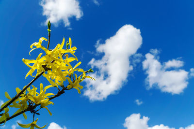 Low angle view of yellow flowering plant against blue sky