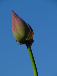 Lotus blooming in summer